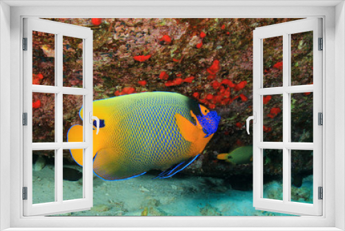 Fototapeta Naklejka Na Ścianę Okno 3D - Yellowmask Angelfish. Tropical fish