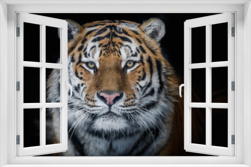 Fototapeta Naklejka Na Ścianę Okno 3D - Amur tiger