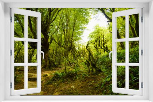 Fototapeta Naklejka Na Ścianę Okno 3D - The path in a dense dark overgrown forest on a summer day