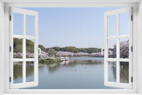 Fototapeta Naklejka Na Ścianę Okno 3D - 桜の剛の池
