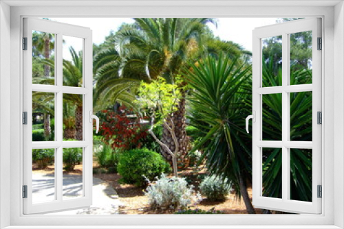 Fototapeta Naklejka Na Ścianę Okno 3D - Palmen-Wildwuchs auf Ibiza