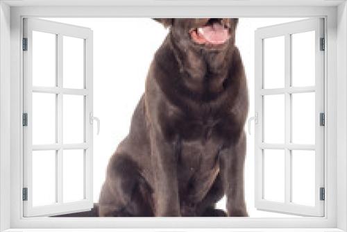 Fototapeta Naklejka Na Ścianę Okno 3D - Brown Labrador Dog