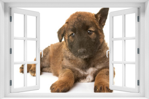 Fototapeta Naklejka Na Ścianę Okno 3D - puppy belgian shepherd dog laekenois