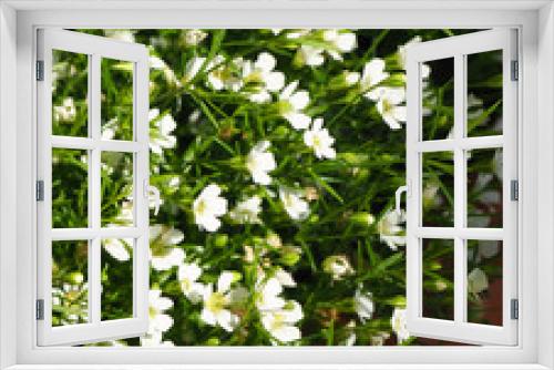 Fototapeta Naklejka Na Ścianę Okno 3D - blooming lobelia flowers
