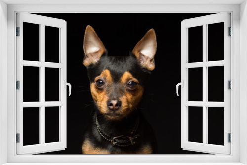 Fototapeta Naklejka Na Ścianę Okno 3D - Portrait of a Toy Terrier dog on a black background