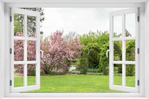 Fototapeta Naklejka Na Ścianę Okno 3D - Blühende Magnolie im Park