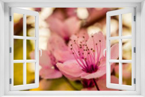 Fototapeta Naklejka Na Ścianę Okno 3D - Spring, blossoming flowers