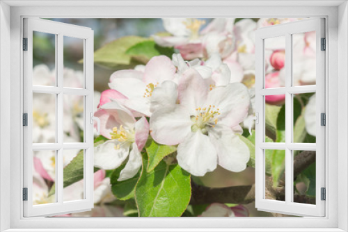 Fototapeta Naklejka Na Ścianę Okno 3D - Blütenbouquet aus prachtvollen Apfelblüten