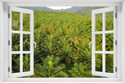 Fototapeta Naklejka Na Ścianę Okno 3D - Aerial drone photo of oil palm plantations in thailand