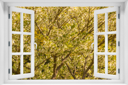 Fototapeta Naklejka Na Ścianę Okno 3D - Cherry Blossom Background