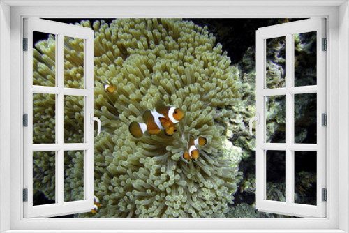 Fototapeta Naklejka Na Ścianę Okno 3D - Nemo (Anemonefish) family in front of their anemone home. Andaman Sea, Thailand.