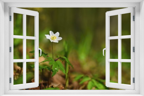 Fototapeta Naklejka Na Ścianę Okno 3D - Spring white flowers in the grass Anemone (Isopyrum thalictroides)