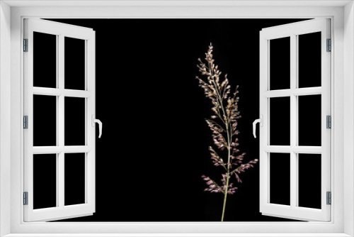 Fototapeta Naklejka Na Ścianę Okno 3D - prairie grasses on black background