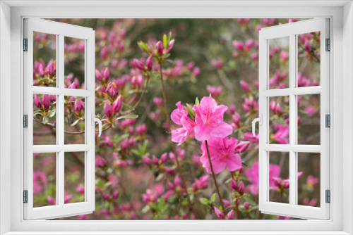 Fototapeta Naklejka Na Ścianę Okno 3D - Pink Flowers and Tulips in Garden 