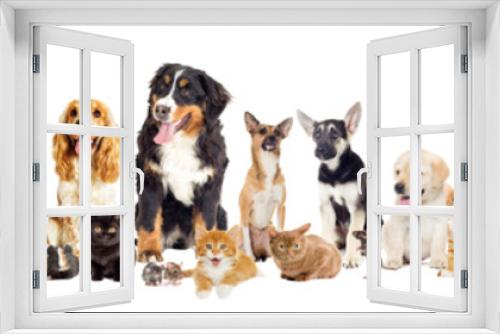 Fototapeta Naklejka Na Ścianę Okno 3D - group of pets