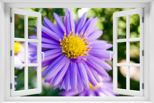 Fototapeta Naklejka Na Ścianę Okno 3D - nature, flower, beauty