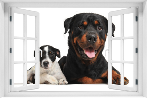 Fototapeta Naklejka Na Ścianę Okno 3D - rottweiler et jack russel terrier