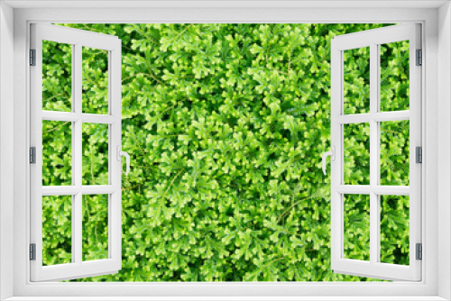 Fototapeta Naklejka Na Ścianę Okno 3D - Close up  image of green moss background.