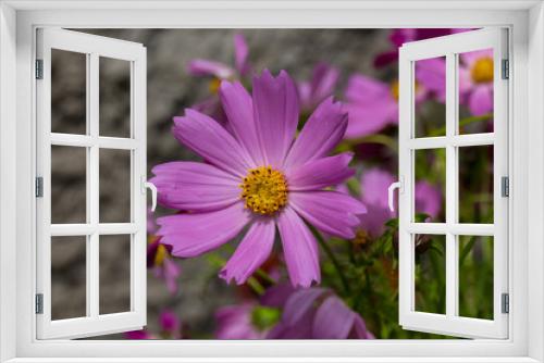 Fototapeta Naklejka Na Ścianę Okno 3D - Blossoming pink cosmos flower