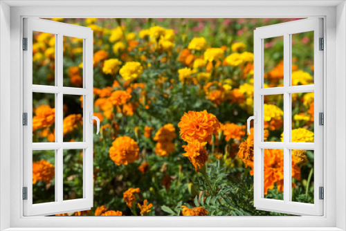 Fototapeta Naklejka Na Ścianę Okno 3D - Orange and yellow marigolds or tagetes outdoors