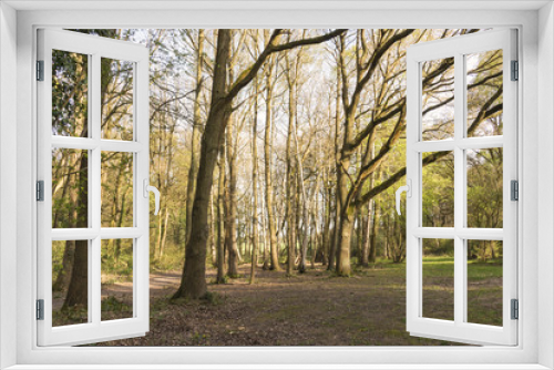 Fototapeta Naklejka Na Ścianę Okno 3D - Woodland View