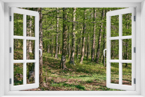 Fototapeta Naklejka Na Ścianę Okno 3D - Forest of beech trees