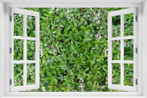 Fototapeta Naklejka Na Ścianę Okno 3D - Green leaves of chaba background, selective focus