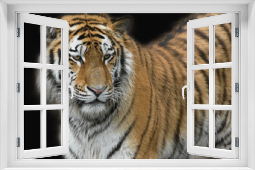 Fototapeta Naklejka Na Ścianę Okno 3D - Tiger vor schwarzem Hintergrund