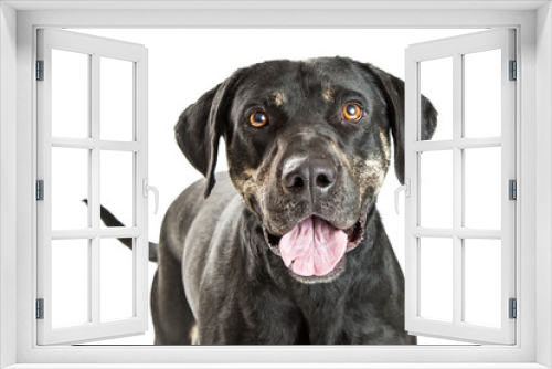 Fototapeta Naklejka Na Ścianę Okno 3D - Happy Big Crossbreed Dog Portrait