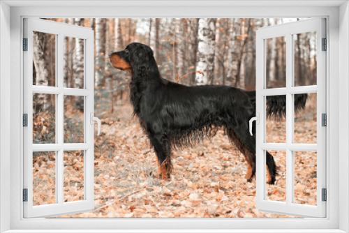 Fototapeta Naklejka Na Ścianę Okno 3D - Gordon Setter hunting dog standing in the front in the autumn forest