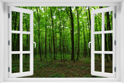 Fototapeta Naklejka Na Ścianę Okno 3D - Trees in green forest