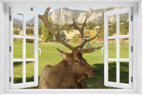 Fototapeta Naklejka Na Ścianę Okno 3D - Elk in Rocky mountain Colorado 