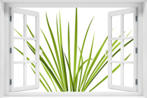 Fototapeta Naklejka Na Ścianę Okno 3D - Vector isolated reed. Water plants in different variant, isolated on white background. Isometric clumps of reeds growing on edge of pool and pond. Individual rushes flower bamboo reed with green leafs