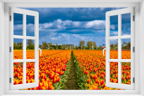 Fototapeta Naklejka Na Ścianę Okno 3D - Beautiful tulip fields in Lisse in the Netherlands. This fields are near the Keukenhof and the best season for tulips are April and May.