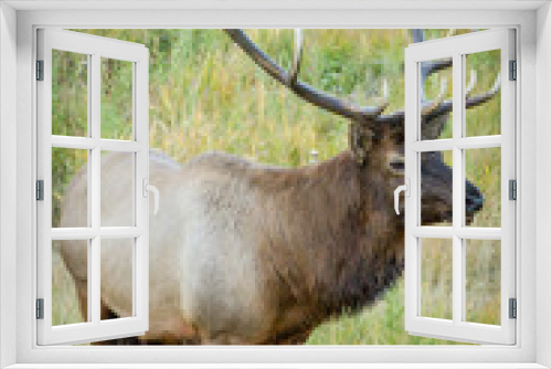 Fototapeta Naklejka Na Ścianę Okno 3D - Elk in Field