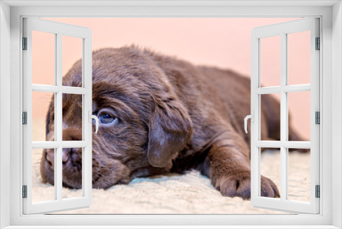 Fototapeta Naklejka Na Ścianę Okno 3D - Puppy retriever labrador retriever dog brown chocolate color
