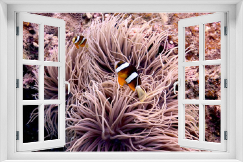 Fototapeta Naklejka Na Ścianę Okno 3D - Anemonefish and sea anemones in amami-oshima island in Kagoshima, Japan