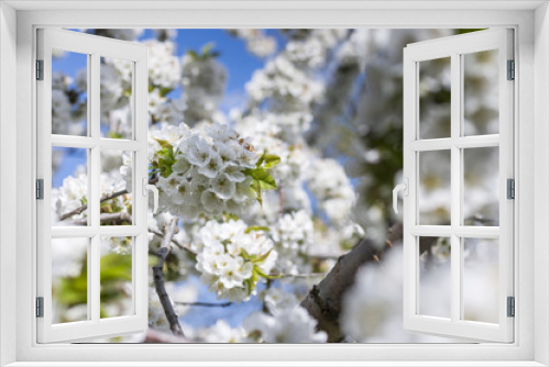 Fototapeta Naklejka Na Ścianę Okno 3D - A branch of white flowers of cherry tree against a blue sky in spring