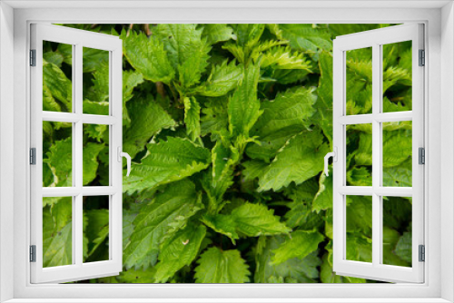 Fototapeta Naklejka Na Ścianę Okno 3D - Green nettle background