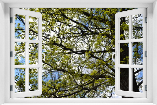 Fototapeta Naklejka Na Ścianę Okno 3D - Tree with green leaves.