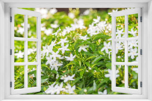 Fototapeta Naklejka Na Ścianę Okno 3D - Abstract background of white flowers, bush of Sampaguita Jasmine.