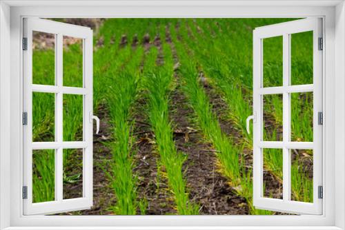 Fototapeta Naklejka Na Ścianę Okno 3D - Field of young green wheat
