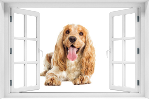 Fototapeta Naklejka Na Ścianę Okno 3D - English cocker spaniel dog on a white background