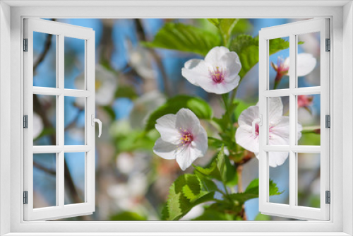 Fototapeta Naklejka Na Ścianę Okno 3D - Cherry blossom, Prunus serrulata, full bloom, sakura
