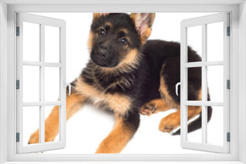 Fototapeta Naklejka Na Ścianę Okno 3D - A beautiful puppy is the German shepherd, isolated on a white background. Fluffy dog close-up of brown and black color