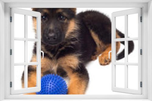 Fototapeta Naklejka Na Ścianę Okno 3D - A beautiful puppy is the German shepherd playing with the ball, isolated on a white background. Fluffy dog close-up of brown and black color