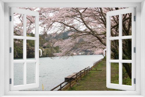 Fototapeta Naklejka Na Ścianę Okno 3D - ダム湖の桜