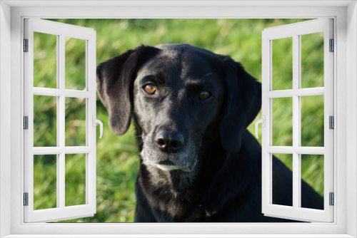 Fototapeta Naklejka Na Ścianę Okno 3D - Old black labrador dog with grey muzzle