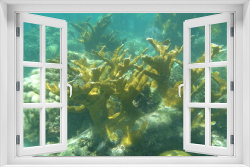 Fototapeta Naklejka Na Ścianę Okno 3D - Beautiful coral