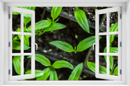 Fototapeta Naklejka Na Ścianę Okno 3D - Sprouts of peppers